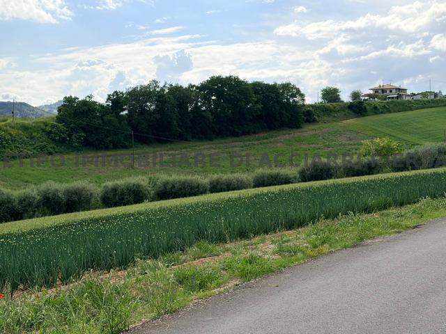 LA TERRA DEL PEP - CUPRA  VENDITA CUPRA MARITTIMA